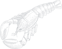 WcuShape1 1